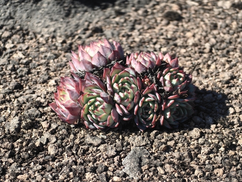 Echeveria Perle von Nürnberg