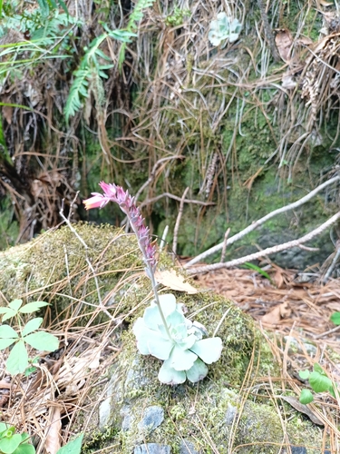 Echeveria Babada (Truffles)