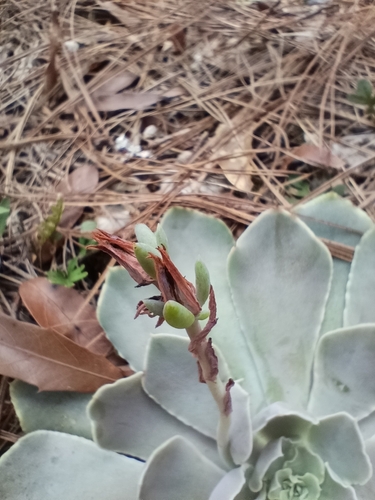 Echeveria Babada (Truffles)