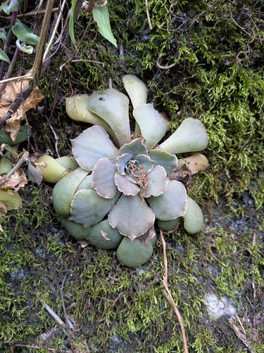 Echeveria Babada (Truffles)