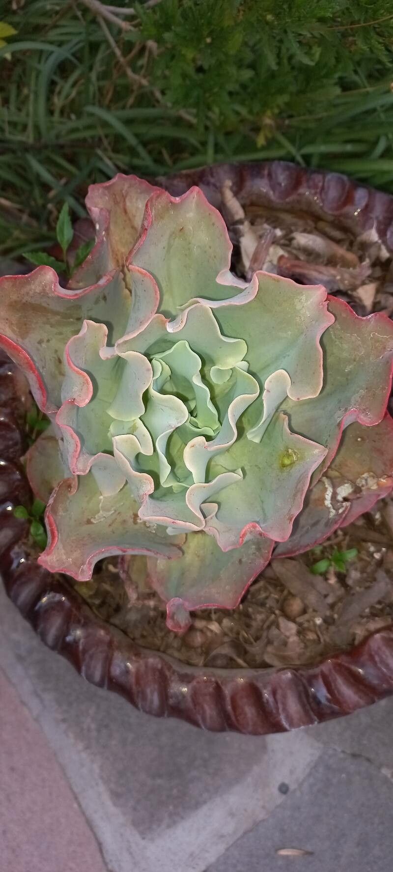 Echeveria Babada (Truffles)