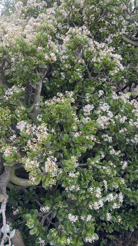 Planta Jade (Crassula Ovata)