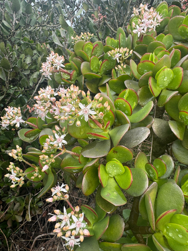 Planta Jade (Crassula Ovata)