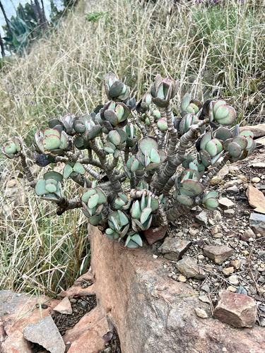Crassula Dollar