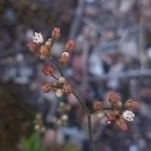 Mini Pinheirinho suculento