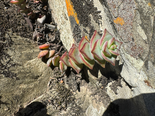 Crassula Pagoda (String of Buttons)