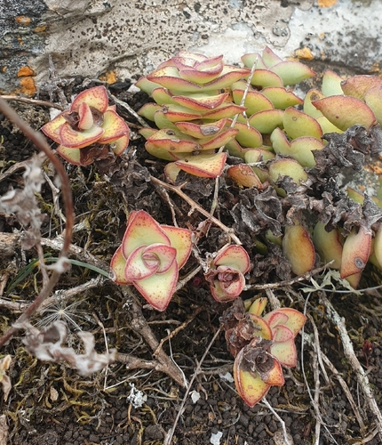 Crassula Pagoda (String of Buttons)