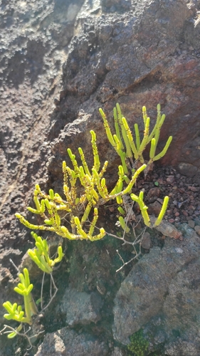 Crassula Rabo de Lagartixa