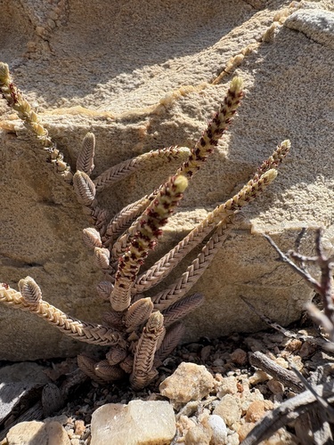 Crassula Rabo de Lagartixa