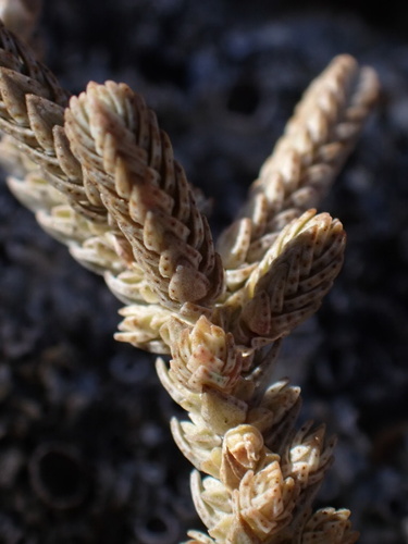 Crassula Rabo de Lagartixa