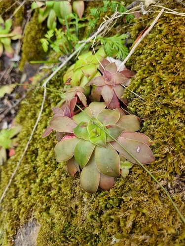 Crassula Templo de Buda
