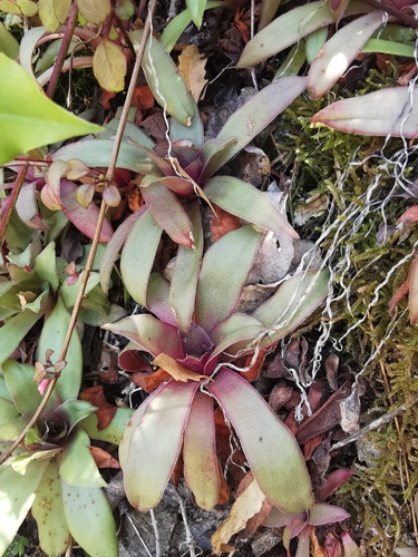 Crassula Templo de Buda