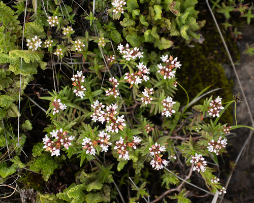 Crassula Templo de Buda