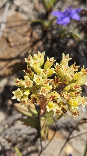 Crassula Templo de Buda