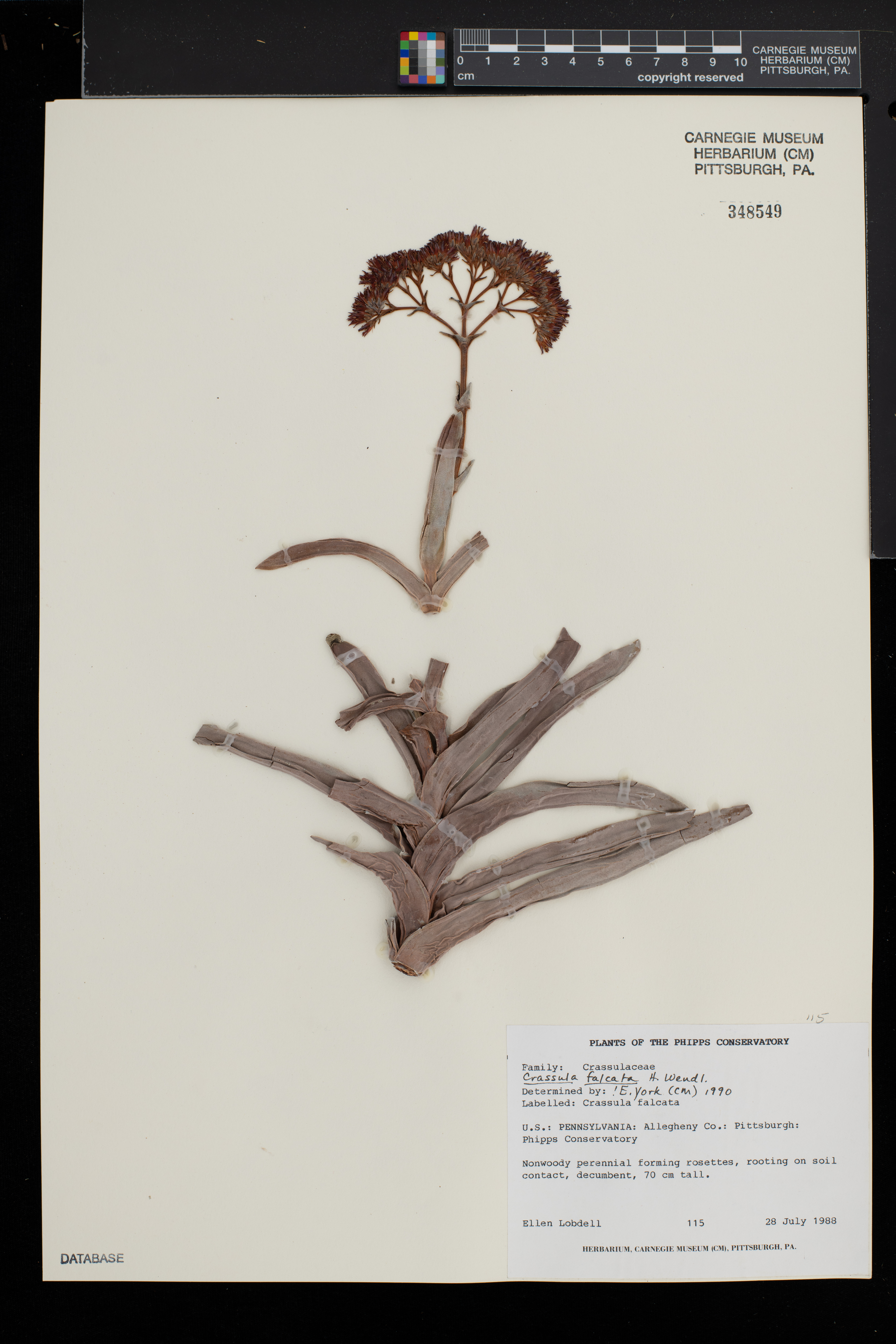 Crassula Hélice (Propeller Plant)