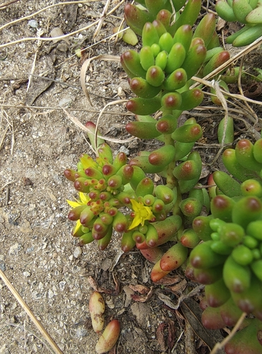 Suculenta Feijãozinho
