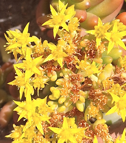 Suculenta Feijãozinho