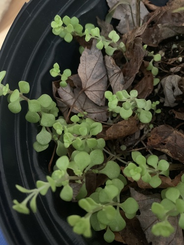 Sedum Ouro