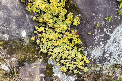 Sedum Ouro