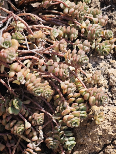 Sedum Ouro