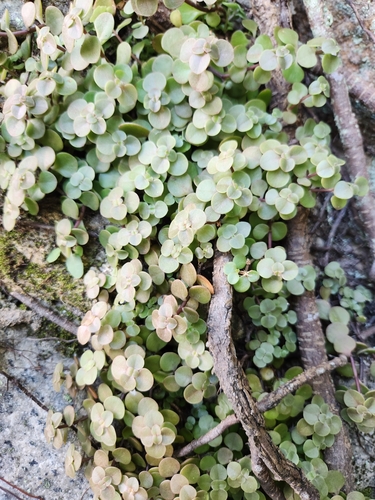 Sedum Ouro