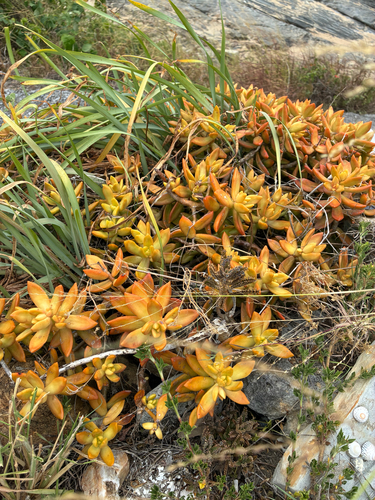 Sedum Amarelo