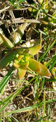 Sedum Amarelo