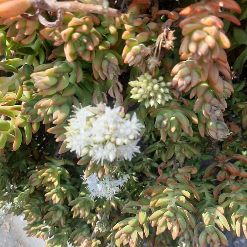 Sedum Amarelo