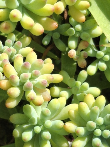 Sedum Dedinho de Moça