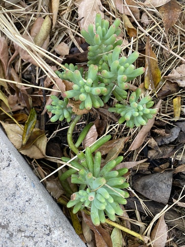 Sedum Dedinho de Moça