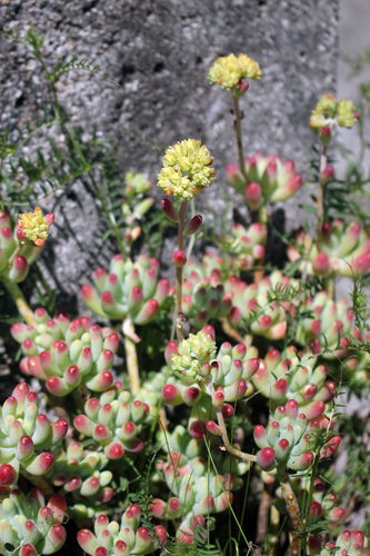 Sedum Dedinho de Moça