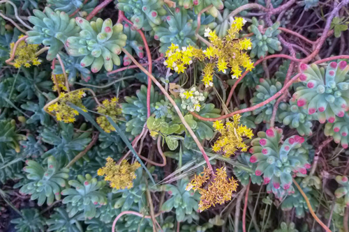 Sedum Dedinho de Moça