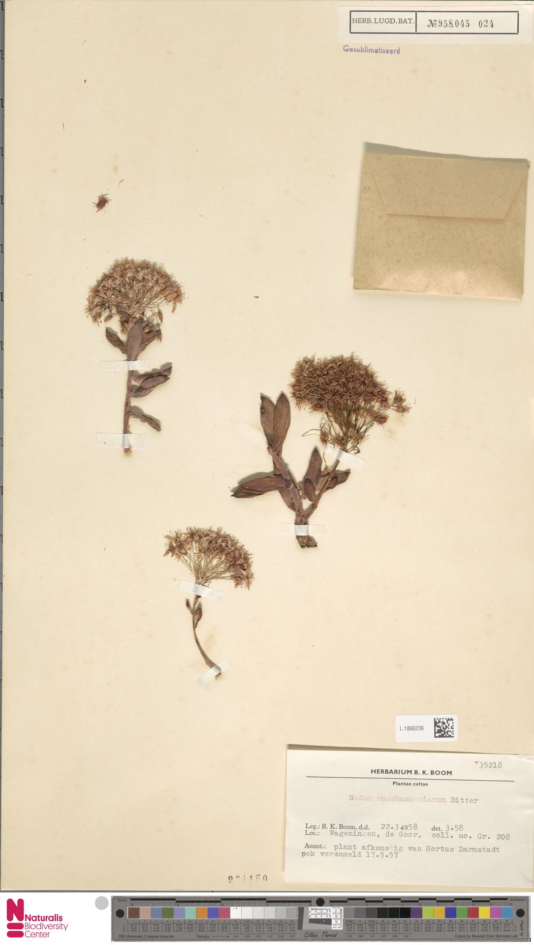 Sedum Bronze