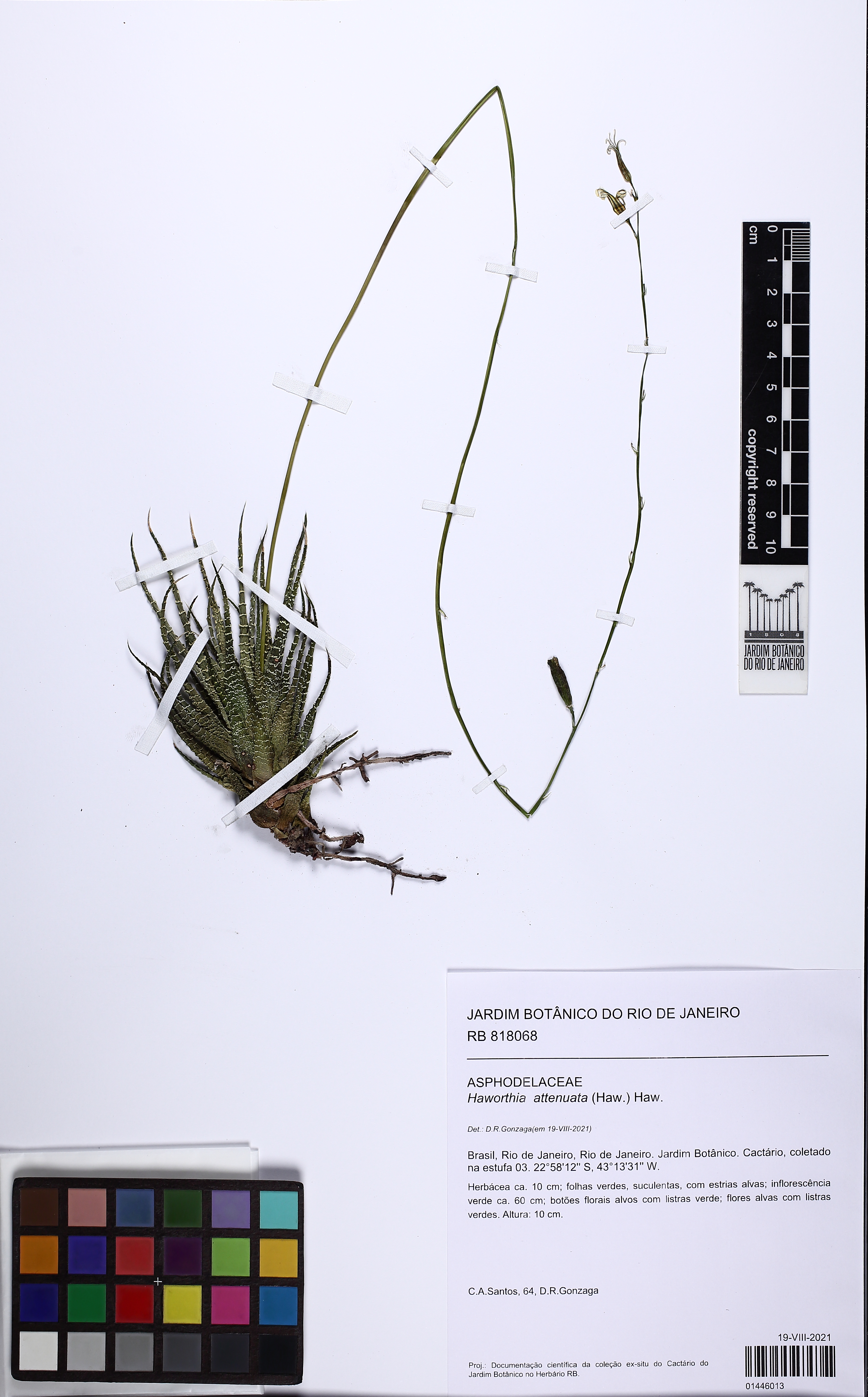 Planta Zebra (Haworthia Zebra)