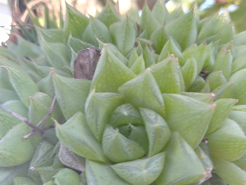 Haworthia Transparente