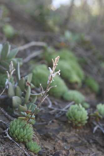 Haworthia Transparente