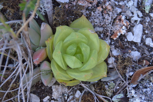 Haworthia Transparente