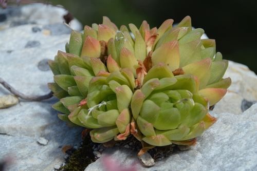 Haworthia Transparente