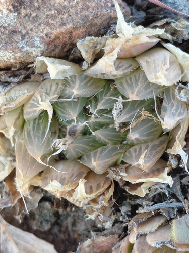 Haworthia Cooperi Gordinha