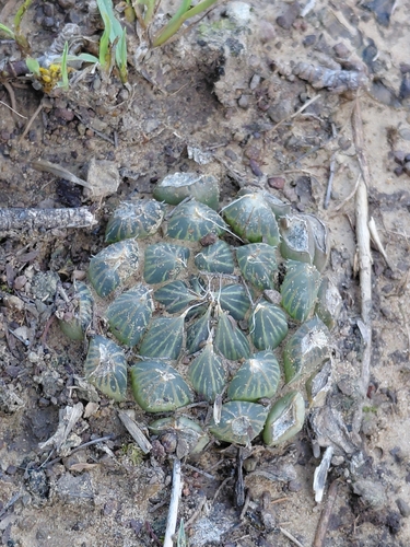 Haworthia Cooperi Gordinha