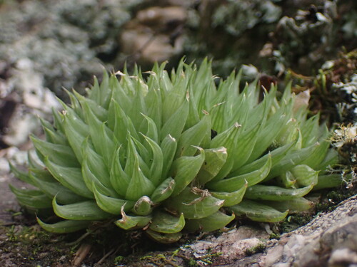 Haworthia Cooperi Gordinha