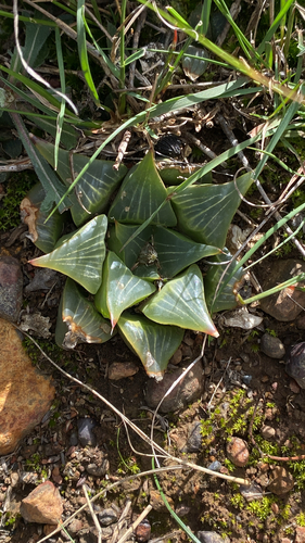 Haworthia Estrela
