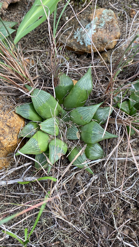 Haworthia Estrela
