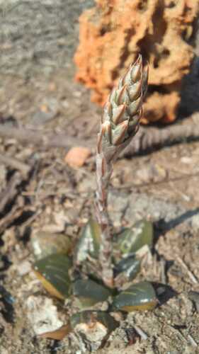 Haworthia Estrela