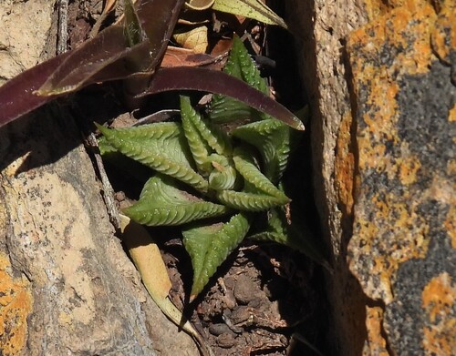 Haworthia Lixa
