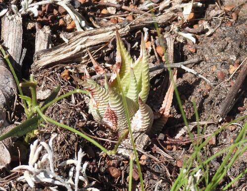 Haworthia Lixa