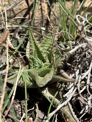 Haworthia Lixa