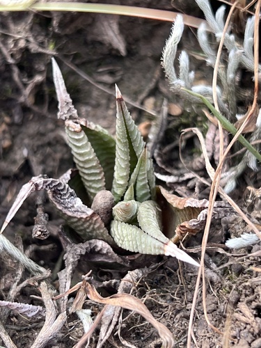 Haworthia Lixa