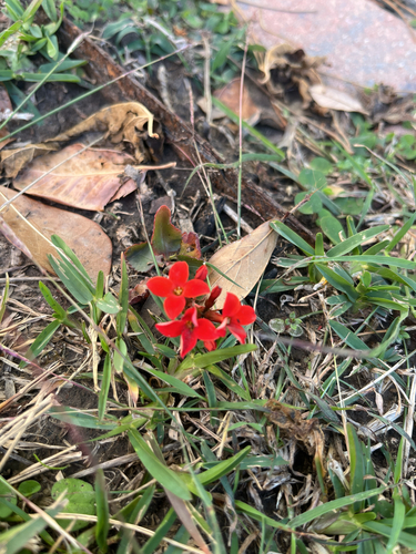 Flor da Fortuna (Kalanchoe)