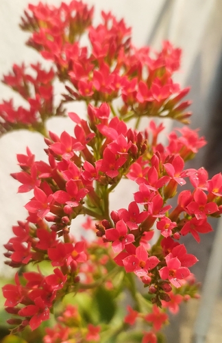 Flor da Fortuna (Kalanchoe)